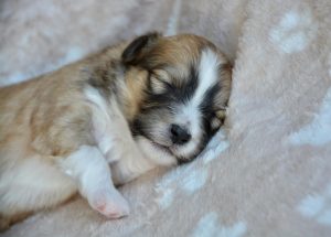 accueillir chiot à la maison, la meilleure preparation de sa nouvelle maison