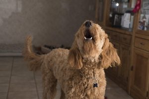 Mon chien aboie quand je pars : comprendre et agir
