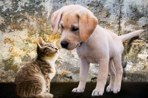 Astupet vous apporte des conseils et des astuces pour vos animaux de compagnie.