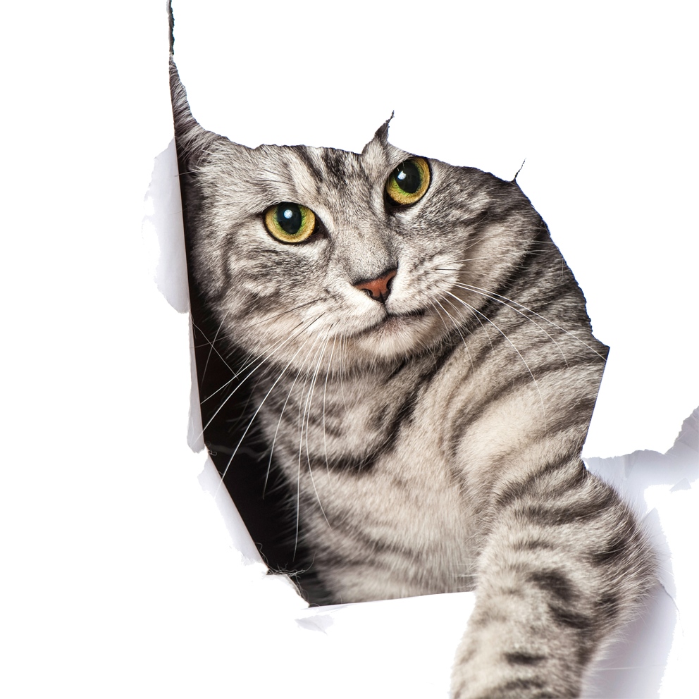Chat qui cherche mais ne trouve pas 