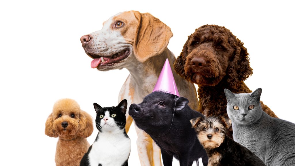 AstuPet est un blog dédié aux chiens et aux chats, proposant des conseils pratiques pour mieux comprendre et accompagner ses animaux au quotidien.
