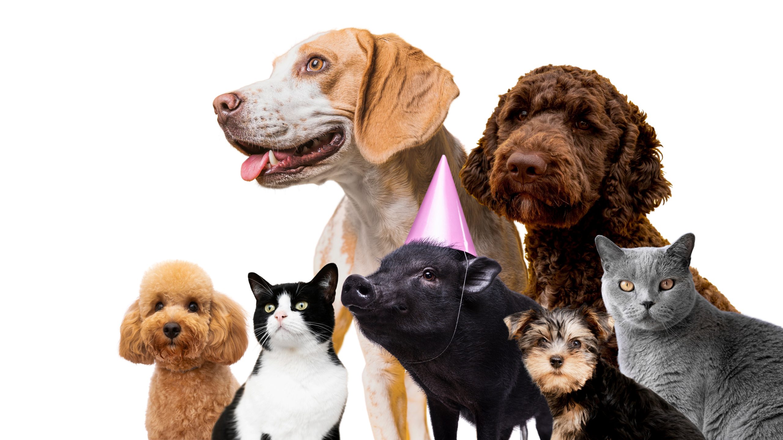 AstuPet est un blog dédié aux chiens et aux chats, proposant des conseils pratiques pour mieux comprendre et accompagner ses animaux au quotidien.